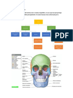 Anatomía de Cabeza y Cuello