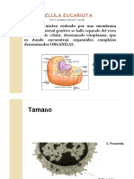 Celula Eucariota. Organelas