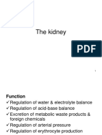 Renal Pathology