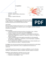 Contraccion Del Musculo Esqueletico