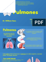 Pulmones