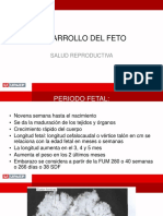 Desarrollo Del Feto