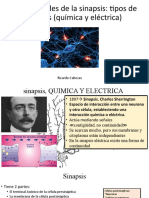 Generalidades de La Sinapsis