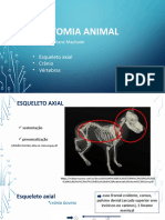 Anatomo Animal - Aula 2