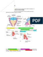 Sistema Respiratorio