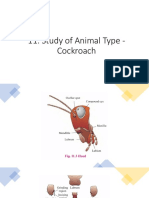 Study of Animal Type Cockroach