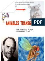 Animales Transgenicos Curso Biotecnologia Medica.2011.-Ultimoppt