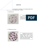 Gram Stain Final