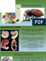 NEUROPLASTICIDAD