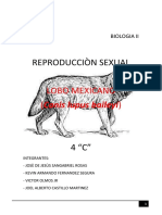 Reproducciòn Sexual: Lobo Mexicano (Canis Lupus Baileyi)