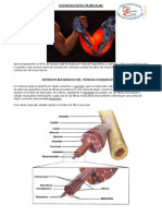 Fisiología - Módulo 6