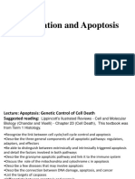 L 18 Apoptosis CM Sp15