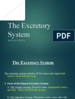 The Excretory System