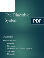 Digestive System