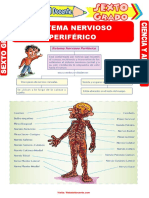 Sistema Nervioso Periférico para Sexto Grado de Primaria