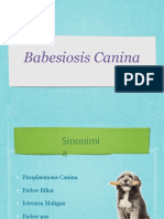 Babesiosis Canina