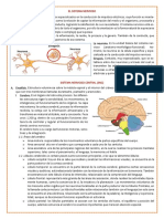 El Sistema Nervioso