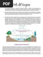 Ciclo Del Oxígeno