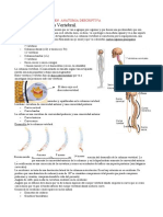 Tema 4. La Columna Vertebral