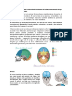 Anatomía 3