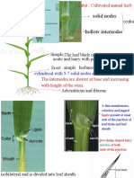 Solid Nodes Hollow Internodes: (Culm)