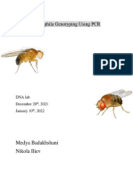 Drosophila Genotyping Using PCR: Medya Badakhshani Nikola Iliev