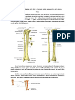 Características Morfológicas de La Tibia y El Peroné: Región Aponeurótica de La Pierna. Tibia