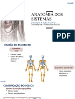 Aula 2 - 1.2 Generalidades Sistema Esquelético