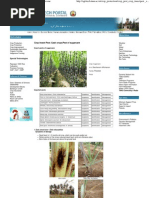 Crop Insect Pest - Cash Crops - Pest of Sugarcane