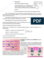 La β-lactamasa por si sola hidroliza al antibiótico betalactámico como la Penicilina y las Cefalosporinas