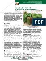 Instructions For Growing Peppers