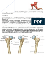 Front of Thigh Notes