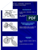 Alimentation Du Veau