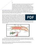 Phylum Platyhelmenthis