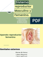 Aparato Reproductor Masculino y Femenino