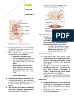 Alpha Motor Neurons