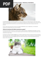 Carcinoma de Células Escamosas en Gatos - Síntomas y Tratamiento Carcinoma de Células Escamosas en Gatos - Síntomas y Tratamiento