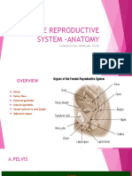 Female Reproductive System-Anatomy