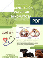 Degeneración Valvular Mixomatosa 