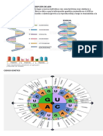 Titulo: Duplicación Y Transcripción de Adn