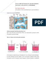 Absorption de L'Eau Par La Plante