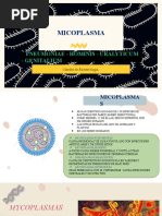 Micoplasma: Pneumoniae - Hominis - Uralyticum - Genitalium