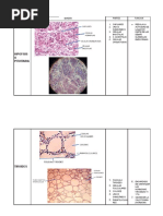 Practica - Histologia