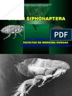 3º Orden Siphonaptera