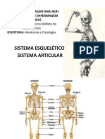 Sistema Esquelético