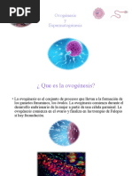 Ovogenesis y Espermatogenesis