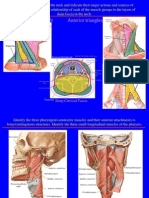 Posterior Cervical Triangle Anterior Triangles