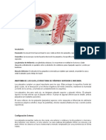 Anatomia de Los Parpados.