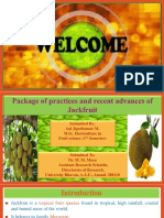 Jackfruit PPT Full PDF