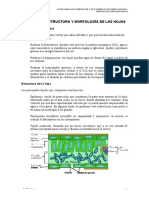 Funciones, Estructura Y Morfología de Las Hojas